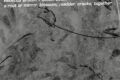 Bruton & Doell – a root or mirror, blossom, madder, cracks; together